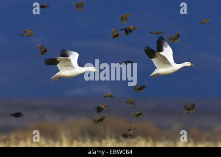 Schneegans (Anser Caerulescens Atlanticus, Chen Caerulescens Atlanticus), Schnee Gänse im Flug, USA, New Mexico, Bosque del Apache Wildlife Refuge Stockfoto