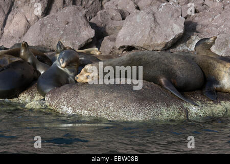 Kalifornischen Seelöwen Aalen auf der felsigen Küste Isla Carmen, Parque Nacional Bahía de Loreto, Sea of Cortez, Baja, Mexiko Stockfoto