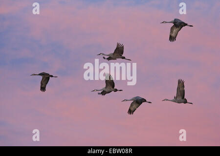 Sandhill Kran (Grus Canadensis), Sandhill Kräne, im Flug bei Sonnenuntergang, USA, New Mexico, Bosque del Apache Wildlife Refuge Stockfoto