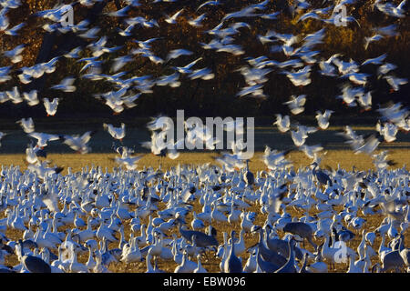 Snow Goose (Anser Caerulescens Atlanticus, Chen Caerulescens Atlanticus), Schneegänse Überwinterung im Bosque del Apache, USA, New Mexico, Bosque del Apache Wildlife Refuge Stockfoto