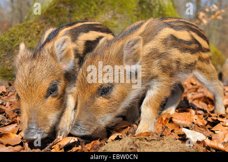 Wildschwein, Schwein, Wildschwein (Sus Scrofa), Shoats, schnüffeln, Deutschland, Nordrhein-Westfalen, Sauerland Stockfoto