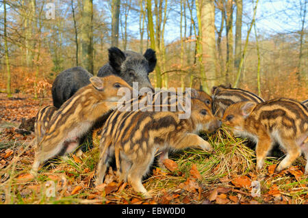 Wildschwein, Schwein, Wildschwein (Sus Scrofa), zwei wilde Sauen mit vielen Shoats, Deutschland, Nordrhein-Westfalen, Sauerland Stockfoto