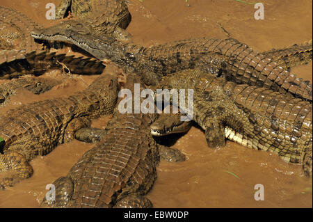 Gruppe der Krokodile im flachen Wasser, Madagaskar, Amber-Mountain-Nationalpark Stockfoto