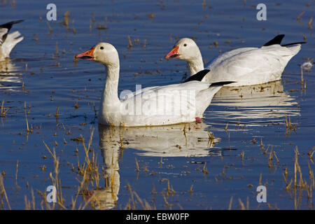 Schneegans (Anser Caerulescens Atlanticus, Chen Caerulescens Atlanticus), Schnee Gänse schwimmen im Wasser, USA, New Mexico, Bosque del Apache Wildlife Refuge Stockfoto