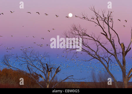 Snow Goose (Anser Caerulescens Atlanticus, Chen Caerulescens Atlanticus), Schnee Gänse an ihren Schlafplatz bei Vollmond, USA, New Mexico, Bosque del Apache Wildlife Refuge Stockfoto