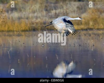 Sandhill Kran (Grus Canadensis), fliegen über einem See, USA, New Mexico, Bosque del Apache Wildlife Refuge Stockfoto