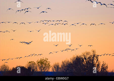 Snow Goose (Anser Caerulescens Atlanticus, Chen Caerulescens Atlanticus), Schneegänsen fliegen nach ihren Schlafplatz Ort, USA, New Mexico, Bosque del Apache Wildlife Refuge Stockfoto