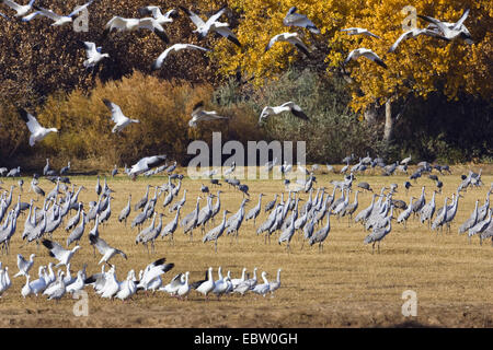 Sandhill Kran (Grus Canadensis), Schnee Gänse und Kraniche überwintern in Bosque del Apache Wildlife Refuge, USA, New Mexico, Bosque del Apache Wildlife Refuge Stockfoto