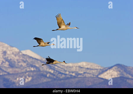 Sandhill Kran (Grus Canadensis), Sandhill Kran fliegen in Frint von verschneiten Bergen, USA, New Mexico, Bosque del Apache Wildlife Refuge Stockfoto