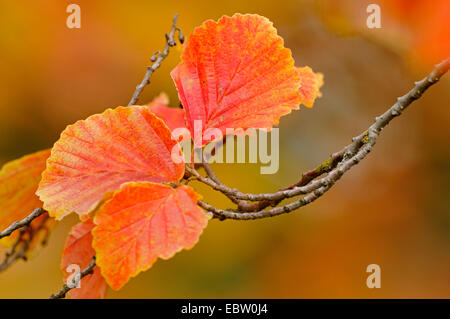 Zaubernuss (Hamamelis Intermedia, Hamamelis x Intermedia), Herbstlaub, Deutschland Stockfoto