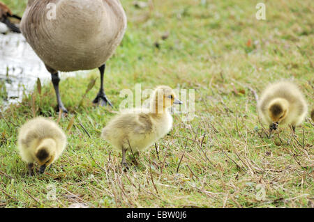 Drei Kanadagans Gänsel sitzen in der Wiese. Stockfoto