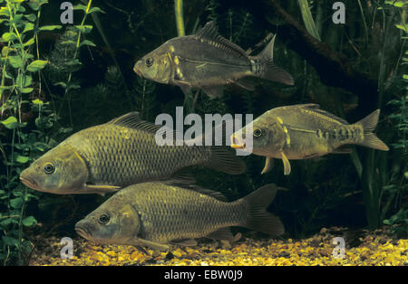 Karpfen, Karpfen, europäischen Karpfen (Cyprinus Carpio), Skala Karpfen eine Spiegel-Karpfen, Deutschland Stockfoto