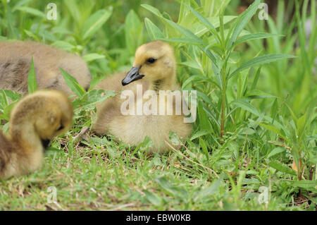 Drei Kanadagans Gänsel sitzen in der Wiese. Stockfoto