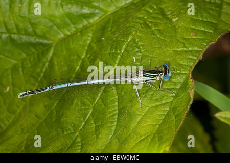 weiß-legged Damselfly (Platycnemis Pennipes), Männlich, Deutschland Stockfoto