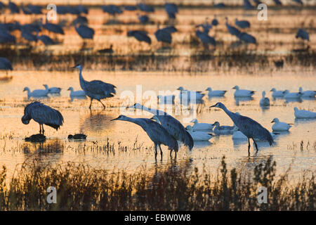 Sandhill Kran (Grus Canadensis), legen Kraniche bei ihr schlafen morgen Tau, USA, New Mexico, Bosque del Apache Wildlife Refuge Stockfoto