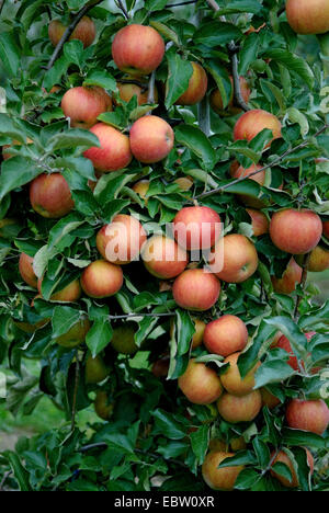 Apfelbaum (Malus Domestica 'Rubinstar', Malus Domestica Rubinstar), Sorte Rubinstar, Äpfel auf dem Baum Stockfoto