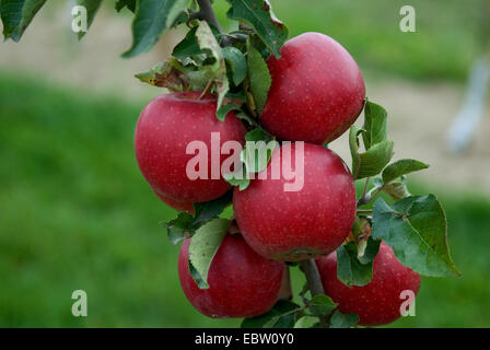 Apfelbaum (Malus Domestica 'Jonagold Boerekamp', Malus Domestica Jonagold Boerekamp), Sorte Jonagold Boerekamp, Äpfel auf dem Baum Stockfoto