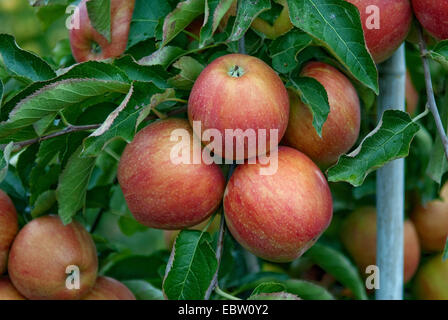 Apfelbaum (Malus Domestica 'Jonagold Boerekamp', Malus Domestica Jonagold Boerekamp), Sorte Jonagold Boerekamp, Äpfel auf dem Baum Stockfoto