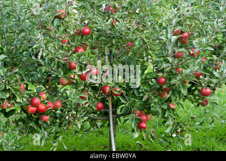 Apfelbaum (Malus Domestica 'Coxdwarf', Malus Domestica Coxdwarf), Sorte Coxdwarf, Äpfel auf dem Baum Stockfoto