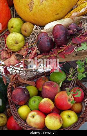 Äpfel, Birnen, Kürbisse und Zwiebeln zum Erntedankfest Stockfoto