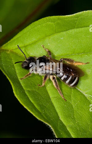 Schweiß der Biene, die europäischen Halictid Biene (Früchte Subgen. Früchte), sitzt auf einem Blatt, Deutschland Stockfoto