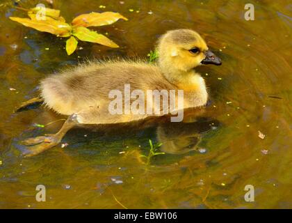 Eine Kanadagans Gosling sitzen in einem Teich. Stockfoto