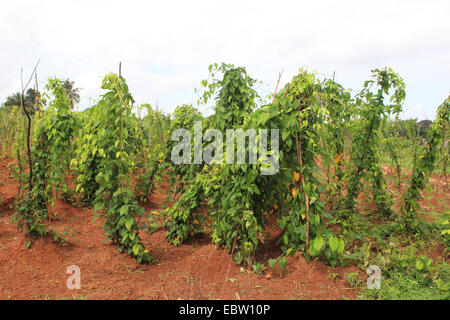 Süßkartoffel (Ipomoea Batatas), Anbau von Süßkartoffeln, Tansania, Sansibar Stockfoto