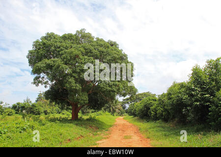 Mango (Mangifera Indica), Mango-Baum an einem Straßenrand, Tansania, Sansibar Stockfoto