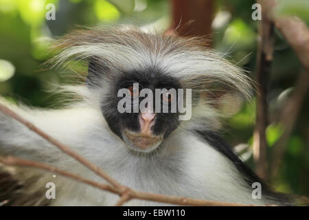 Zanzibar Rote Stummelaffen, Kirks Red Colobus Affen (Procolobus Kirkii, Piliocolobus Kirkii), Porträt, Tansania, Sansibar Stockfoto