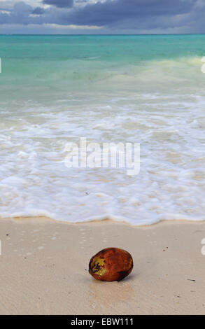 Kokospalme (Cocos Nucifera), Kokosnuss, die liegen am Strand des Indischen Ozeans, Tansania, Sansibar Stockfoto