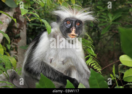 Zanzibar Rote Stummelaffen, Kirks Red Colobus Affen (Procolobus Kirkii, Piliocolobus Kirkii), sitzt auf einem Ast suchen überrascht, Tansania, Sansibar Stockfoto