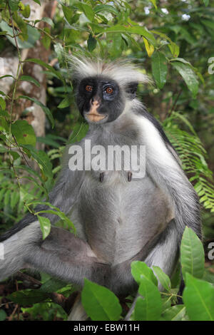 Zanzibar Rote Stummelaffen, Kirks Red Colobus Affen (Procolobus Kirkii, Piliocolobus Kirkii), sitzt auf einem Ast, Tansania, Sansibar Stockfoto