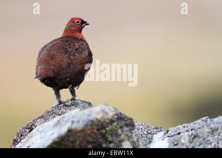 Moorschneehuhn (Lagopus Lagopus Scoticus) männlich auf Felsen, Großbritannien, Schottland, Cairngorm National Park Stockfoto