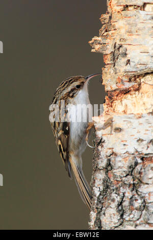 gemeinsamen Waldbaumläufer (Certhia Familiaris), Essen im Baumstamm, Großbritannien, Schottland, Cairngorm National Park suchen Stockfoto