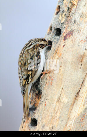 gemeinsamen Waldbaumläufer (Certhia Familiaris), Essen im Totholz, Großbritannien, Schottland, Cairngorm National Park suchen Stockfoto