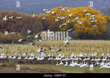 Schneegans (Anser Caerulescens Atlanticus, Chen Caerulescens Atlanticus), Schnee Gänse überwintern, USA, New Mexiko, Bosque del Apache Stockfoto