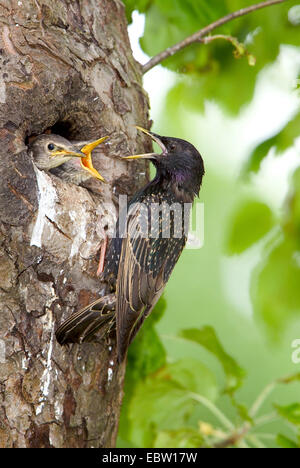 gemeinsamen Star (Sturnus Vulgaris), bei Nesthole Fütterung Küken, Deutschland Stockfoto