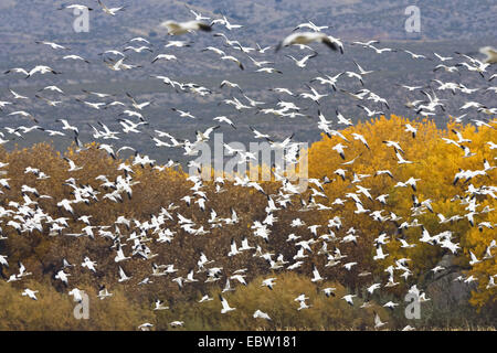 Schneegans (Anser Caerulescens Atlanticus, Chen Caerulescens Atlanticus), fliegende Herde im Winter Lebensraum, USA, New Mexico, Bosque del Apache Stockfoto