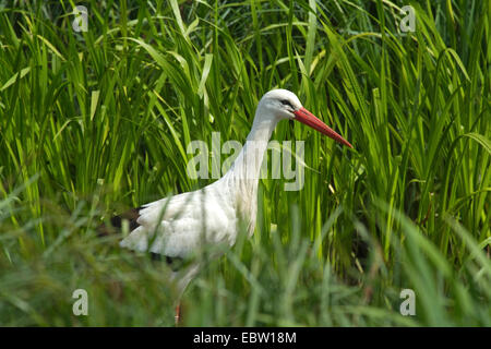 Weißstorch (Ciconia Ciconia), auf der Suche nach Essen, Deutschland Stockfoto