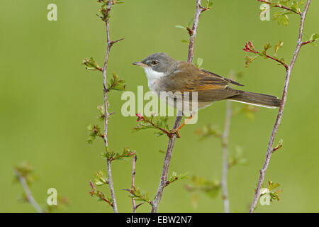 Whitethroat (Sylvia Communis), Männchen auf einem Ast, Deutschland, Rheinland-Pfalz Stockfoto