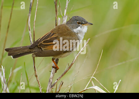 Whitethroat (Sylvia Communis), Männchen auf einem Ast, Deutschland, Rheinland-Pfalz Stockfoto