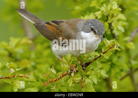 Whitethroat (Sylvia Communis), Männchen auf einem Ast, Deutschland, Rheinland-Pfalz Stockfoto