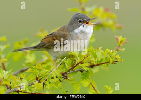 Whitethroat (Sylvia Communis), Männchen auf einem Ast singen, Deutschland, Rheinland-Pfalz Stockfoto