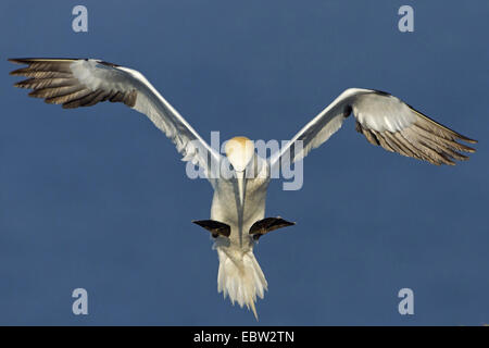 Basstölpel (Sula Bassana, Morus Bassanus), Landing, Deutschland, Schleswig-Holstein, Helgoland Stockfoto