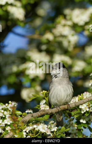 Mönchsgrasmücke (Sylvia Atricapilla), auf einem Weißdorn Ast singen, Deutschland, Rheinland-Pfalz Stockfoto