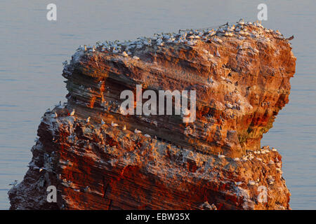 Basstölpel (Sula Bassana, Morus Bassanus), Kolonie auf Helgoland Lange Anna, Deutschland, Schleswig-Holstein, Stockfoto