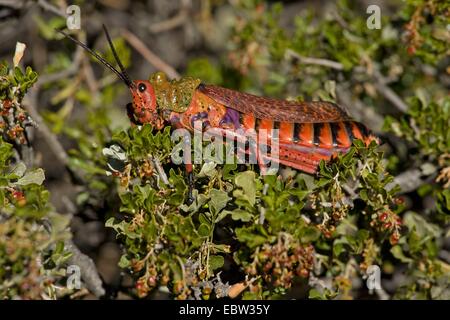 Wolfsmilch Grashopper (Phymateus Morbillosus), sitzt in einem Busch, Südafrika, Western Cape, Karoo Nationalpark Stockfoto