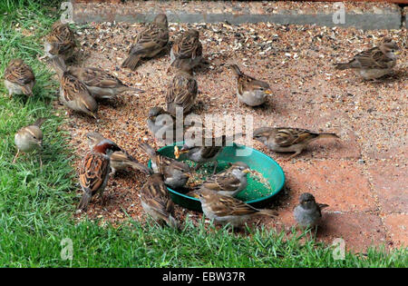 Haussperling (Passer Domesticus), Schwarm Spatzen auf dem Futterplatz, Deutschland Stockfoto