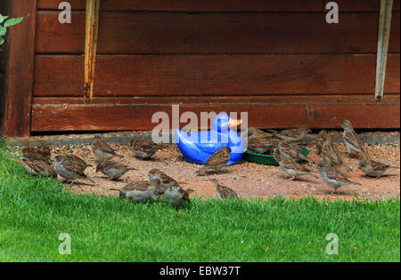 Haussperling (Passer Domesticus), Herde von Spatzen und Garten Figur am Futterplatz, Deutschland Stockfoto