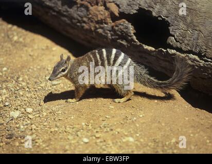 Numbat, gebändert Ameisenbär (Myrmecobius Fasciatus), sitzen auf dem Boden, Australien Stockfoto